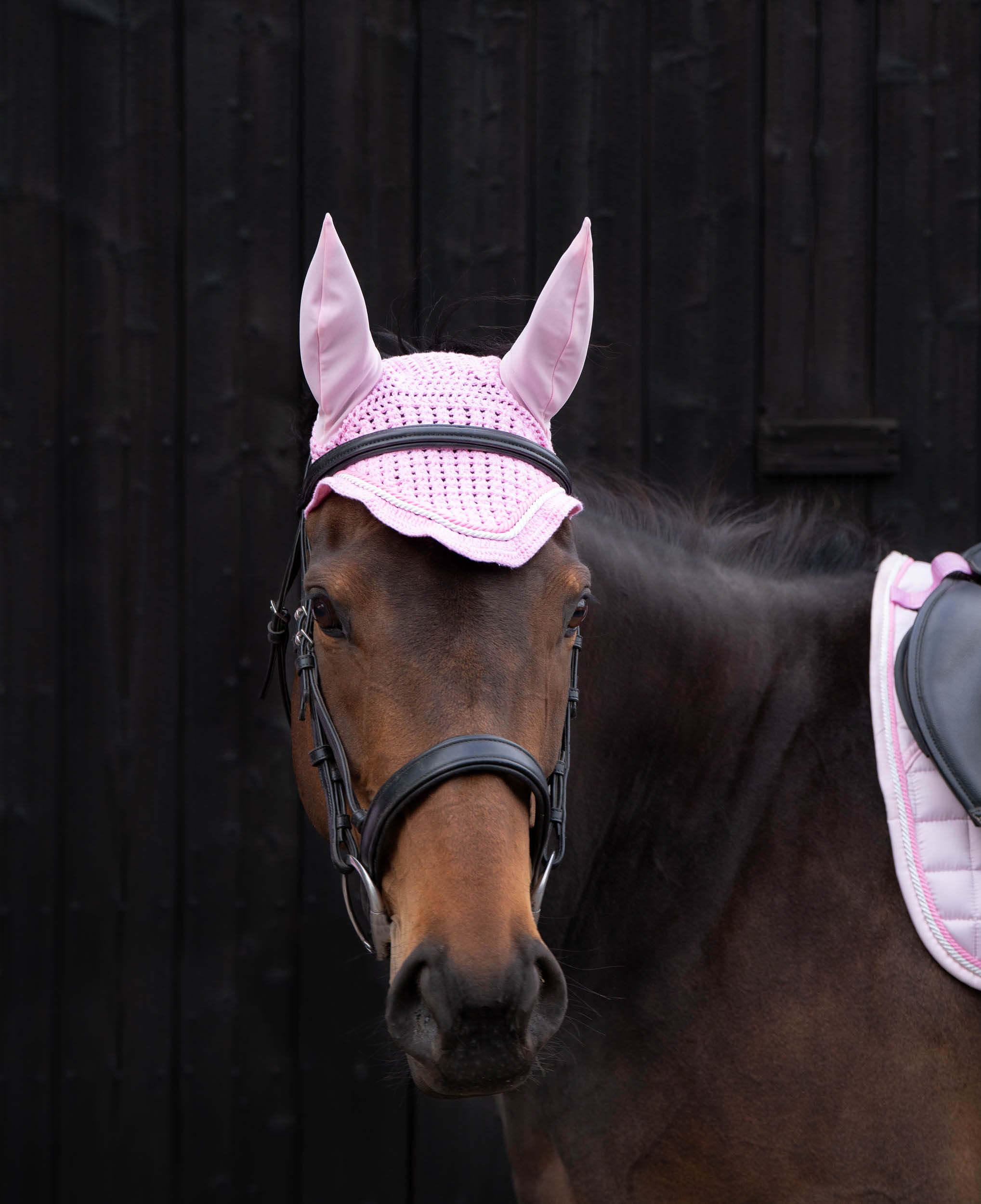 Horse wearing a pink ear bonnet and saddle pad against a dark background